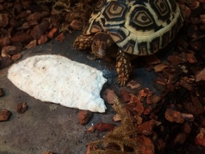 How to Raise a Healthy Sulcata or Leopard Tortoise -by Tom